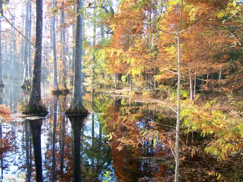 Fall In The Swamp,golden Brown Bald Cypress Trees